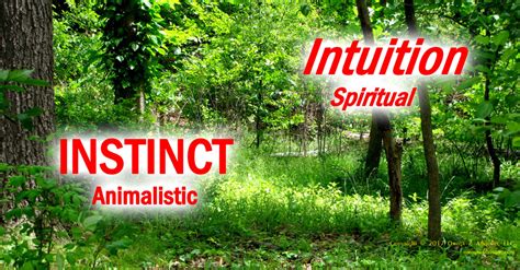 Difference Between Instinct And Intuition In Decisions