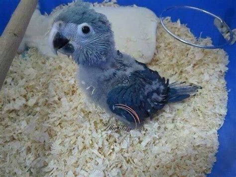 Baby Spix Macaw Rparrots