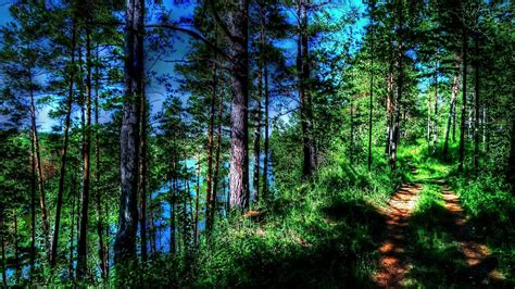 Forest Trail Tree Wallpapers
