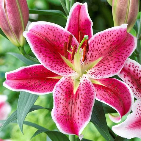 Types Of Lilies Asiatics Orientals Trumpets And More Lily Plants