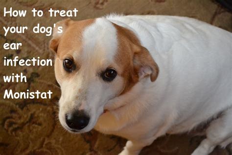 How To Treat Your Dogs Ear Infection With Monistat