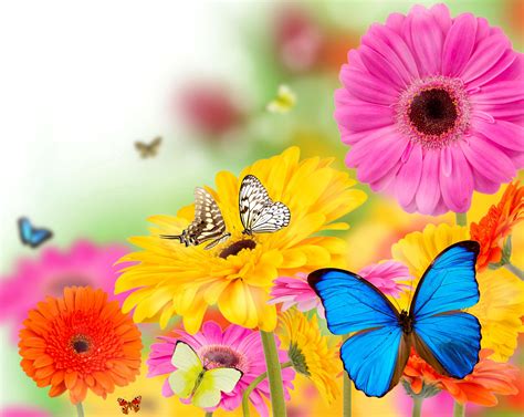 48 Beautiful Butterflies And Flowers Wallpapers