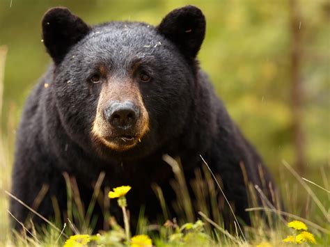 Baribal Black Bear Bear Muzzle Eyes Predator Wallpapers Hd