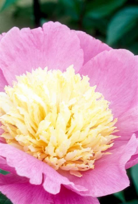 Check spelling or type a new query. Paeonia lactiflora Mr. G.F. Hemerik similar to Bowl of ...