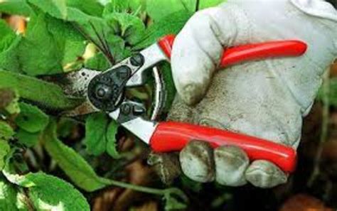 Small Garden Hand Tools A Listly List