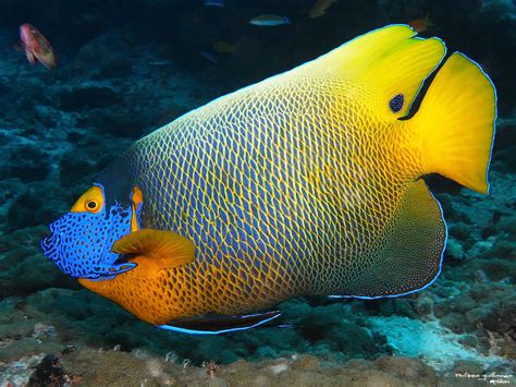 M0024253 Pomacanthus Xanthometopon Blueface Angelfish Flickr