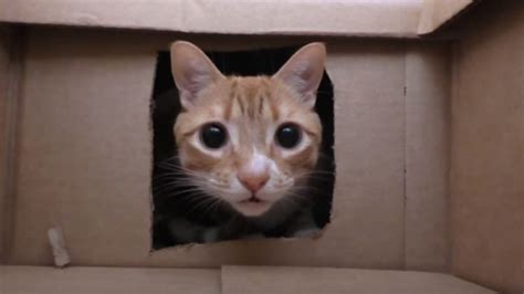 Best Cat Owner Ever Builds His Cats An Epic Cardboard Box