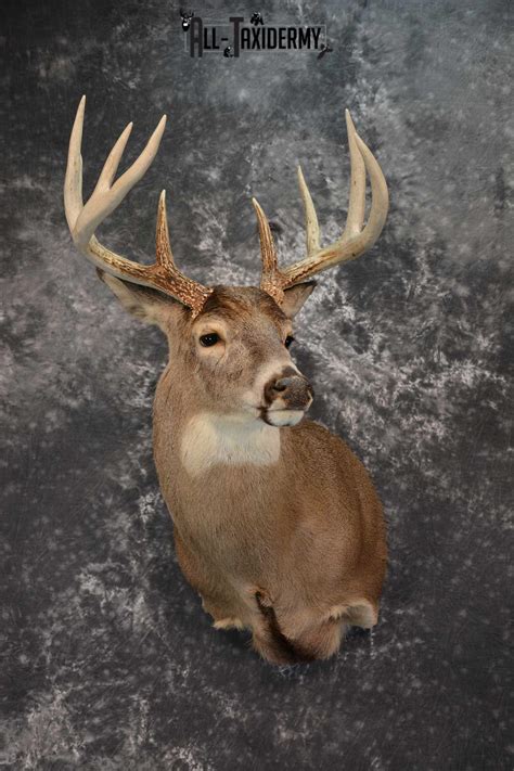 Whitetail Deer Taxidermy Shoulder Mount Sku 1538 All Taxidermy