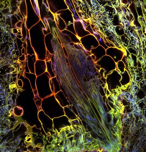 Confocal Microscopy Of Plants Confocal Image Of Plant Tiss Flickr