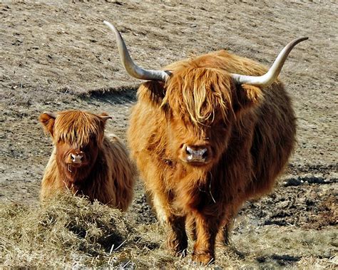 Filehighland Cow And Calf Wikimedia Commons
