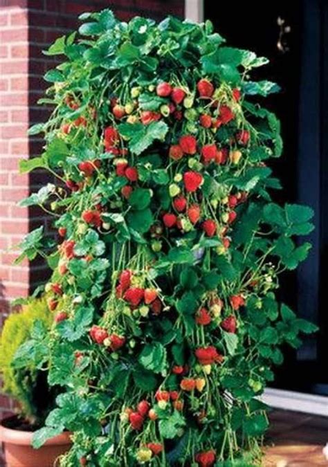 Vertical Vegetable Gardening Ideas Strawberry Plants Growing