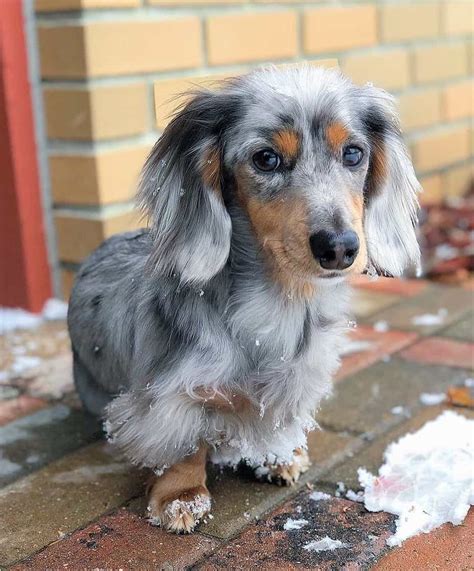 Meet The Long Haired Black And Tan Dapple Dachshund The Cutest Dog