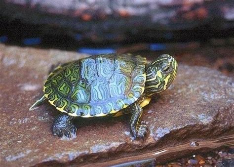 Non deve mancare nella loro dieta anche la frutta. Quanto Vive una Tartaruga d'Acqua Dolce | Aquatic turtles ...