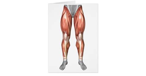Diagram Illustrating Muscle Groups On Leg Front Zazzle