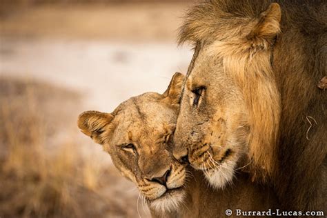 Lion And Lioness The Royal Couple At Their Best Tail