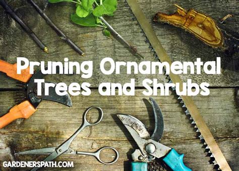 Guide On How To Prune Your Ornamental Trees And Shrubs