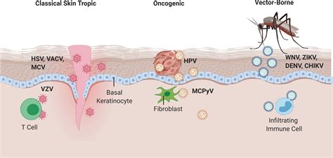 Frontiers Skin Viral Infections Host Antiviral Innate Immunity And Viral Immune Evasion