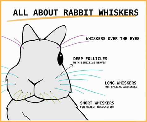 Rabbit Whiskers What Are They For