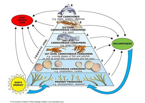 Adaptation — Science Learning Hub