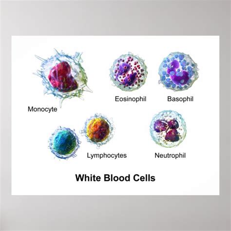 Diagram Of White Blood Cells Leukocytes Poster Uk