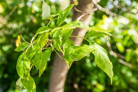 Green Ash Purdue Fort Wayne