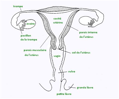 Schéma De L appareil Reproducteur Féminin Cours de SVT