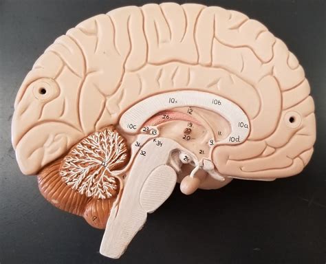 Midsagittal Section Of The Brain Color Coded