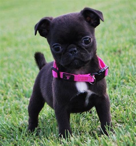 Maybe you would like to learn more about one of these? Pug Puppies For Sale | Marietta, GA #260593 | Petzlover