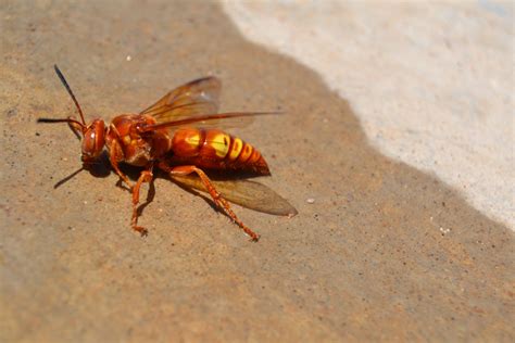 Las Vegas What Is This Species Of Wasp Or Hornet Is This Whatsthisbug