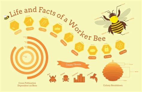 Life And Facts Of A Worker Bee Infographic On Behance Bee Bee Farm