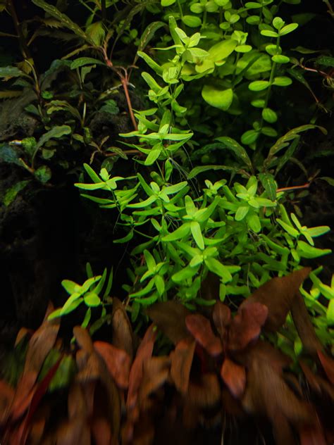 These apps help users identify plants by providing another helpful plant id app is ipflanzen. Can anyone help to ID this light green plant? It was self ...