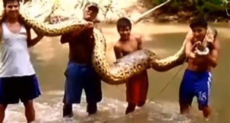 Giant 16ft Long Anaconda Discovered By River In Peru Metro News