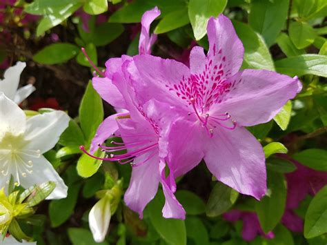 Flores Hermosa De Primavera · Foto Gratis En Pixabay