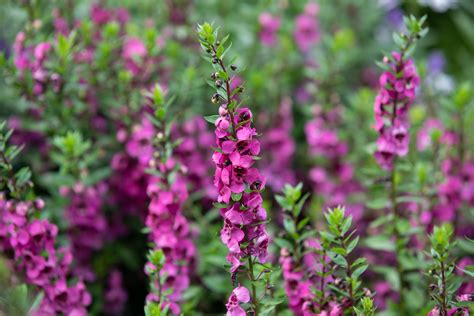 How To Grow And Care For Angelonia