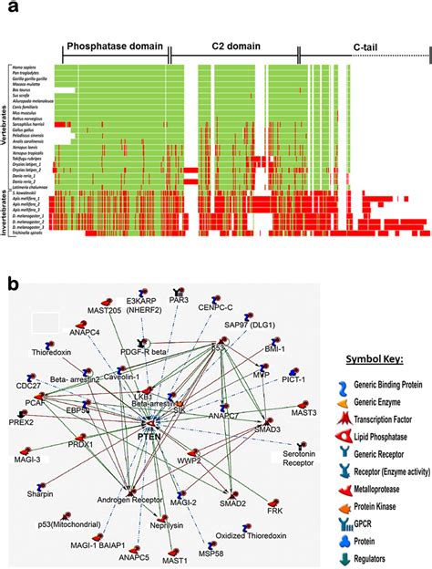 Sequence Conservation In Pten And Its Interacting Partners Reflects Download Scientific Diagram