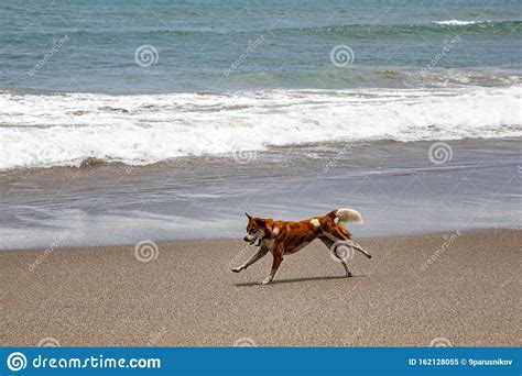 Perro Corriendo A Lo Largo De La Playa Imagen De Archivo Imagen De Sano Perro