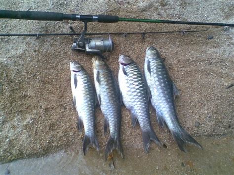 There is high possibility that the name of kelah is derived from these terms. JOM BEREMBAT: Ikan Kelah Tasik Kenyir