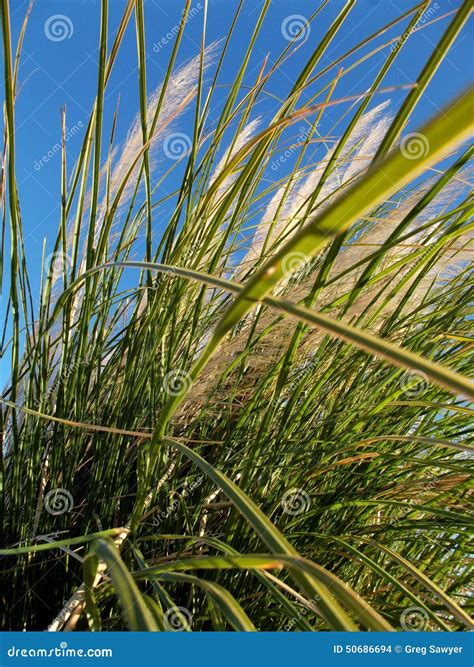 Wild Grass In The Wind On Blue Morning Sky Stock Photo Image Of