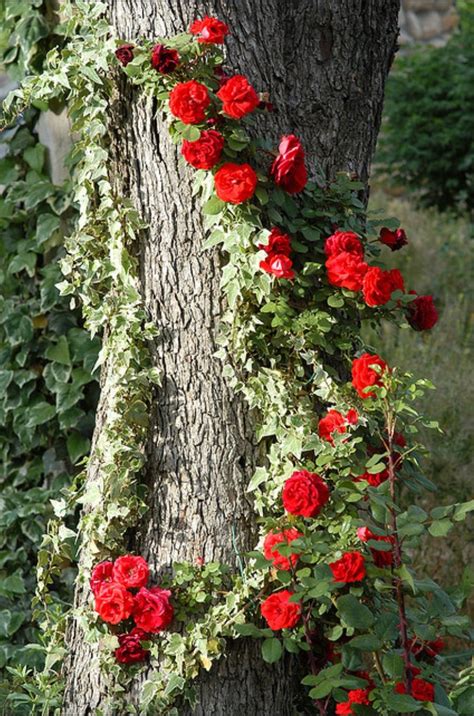 Chest Climbing Roses Beautiful Flowers Flower Garden