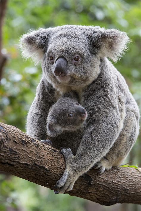 Koala Mother And Joey Australia Photograph By Suzi Eszterhas Fine Art