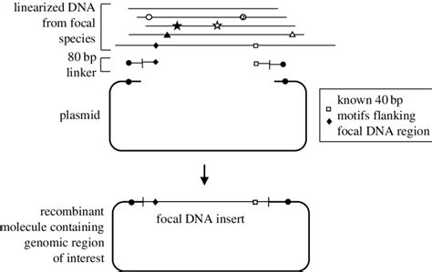 Subcloning Of Large Dna Fragments Via Yeast Mediated Recombination