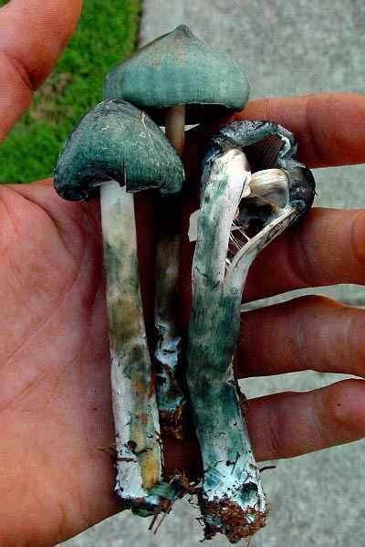 Psilocybin Mushrooms In Georgia All Mushroom Info