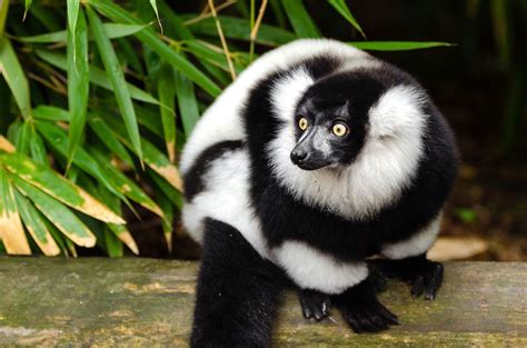 Black And White Ruffed Lemur Fact Sheet Cswd