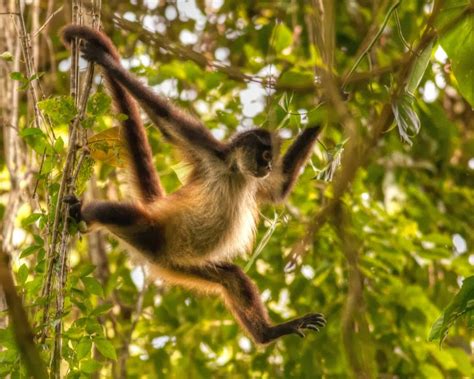 Some of the indigenous tribes of the amazon are still hunters and gatherers who have extensive knowledge of almost every aspect of the rainforest in. Amazon rainforests animals : The Spider monkey ~ Amazon ...