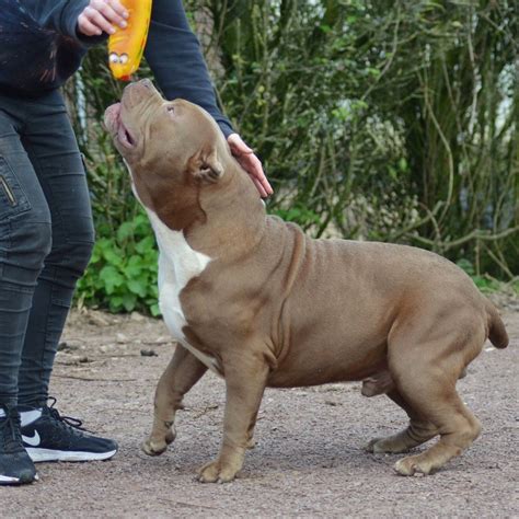 American Bully Xxl Züchter - Pets and Animal Educations