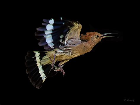Photo Hoopoe In Flight By Reda Danaf Nature