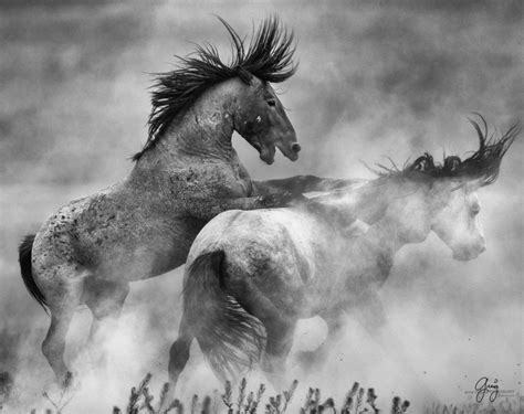 Fierce Fight Between Two Wild Horse Stallions Wild Horses Photography