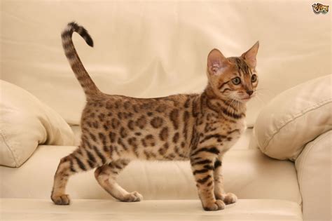 Lynx point bengals should have blue eyes. Bengal Cat Colours and Coat Types | Pets4Homes