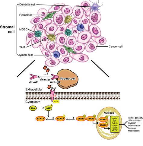 Frontiers Il 6 The Link Between Inflammation Immunity And Breast Cancer