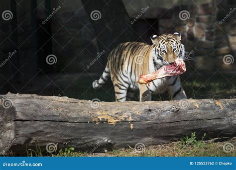 The Amur Siberian Tiger Eats Raw Meat Stock Photo Image Of Face